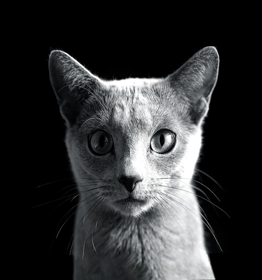 portrait of dagger the cat