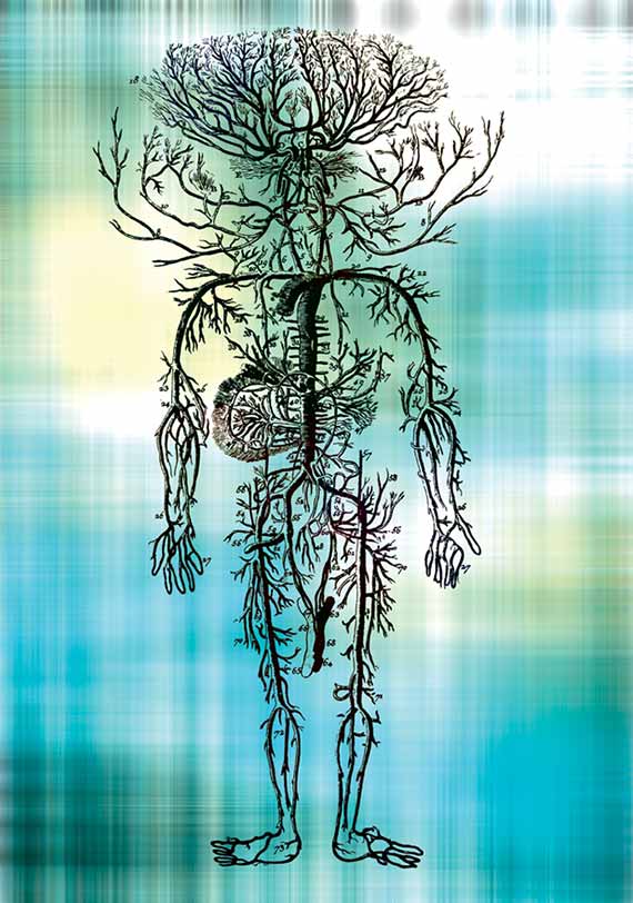 Clip art collage featuring an old anatomical drawing of veins in the human body